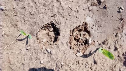 Leopard Terror Grips Three Villages Cattle Hunted in Budaun