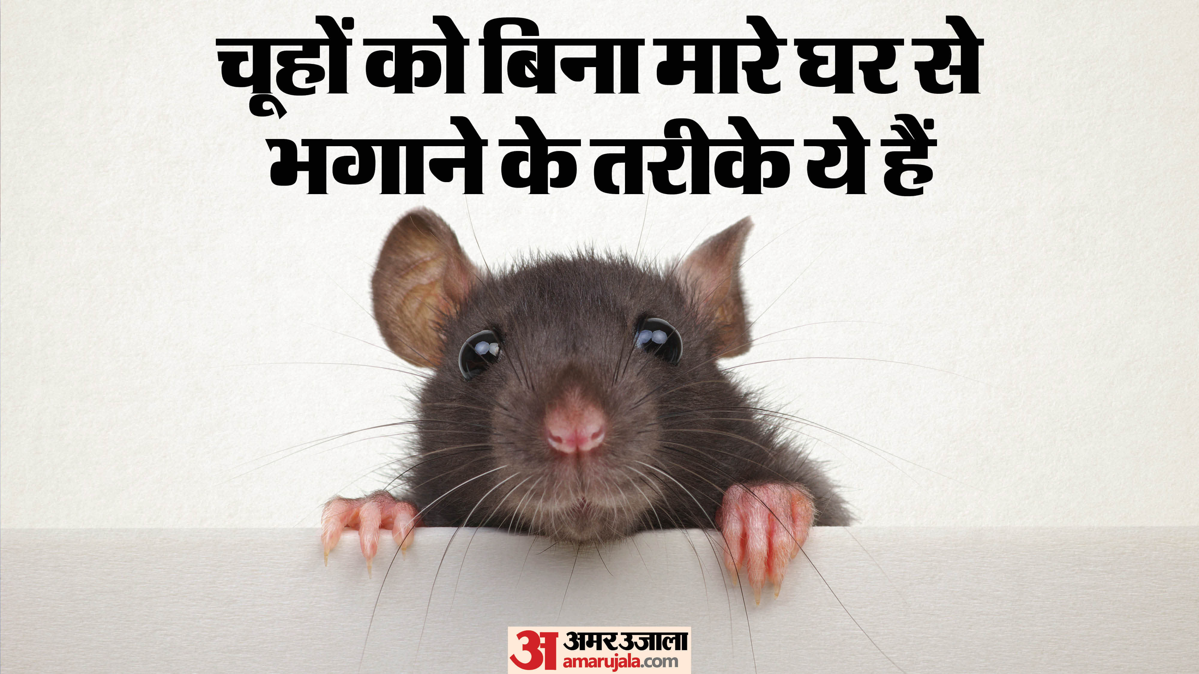 How to get rid of rats without killing them chuhe ko bina mare ghar se bhagane ka tarika