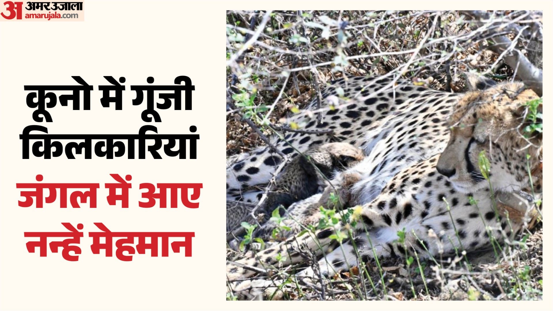 चार शावकों की मां बनी गामिनी