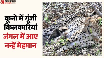 Sheopur News: Good News from Kuno as Cheetah ‘Gamini’ Gives Birth to 4 Cubs, Boost to Reintroduction Project