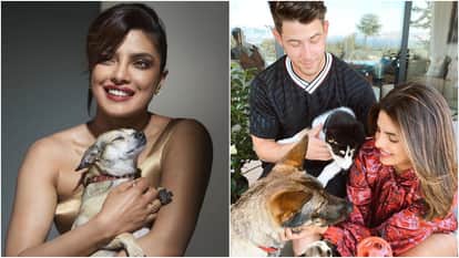 salman shahrukh to priyanka know details of celebs pets on national pet day