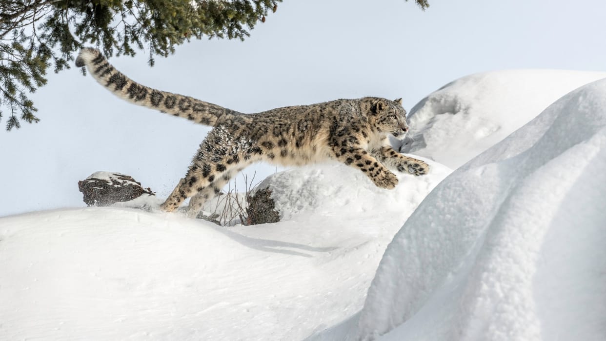 Himalaya Snow Leopard Ghost Of Mountains Viral Video 12 Days Expedition