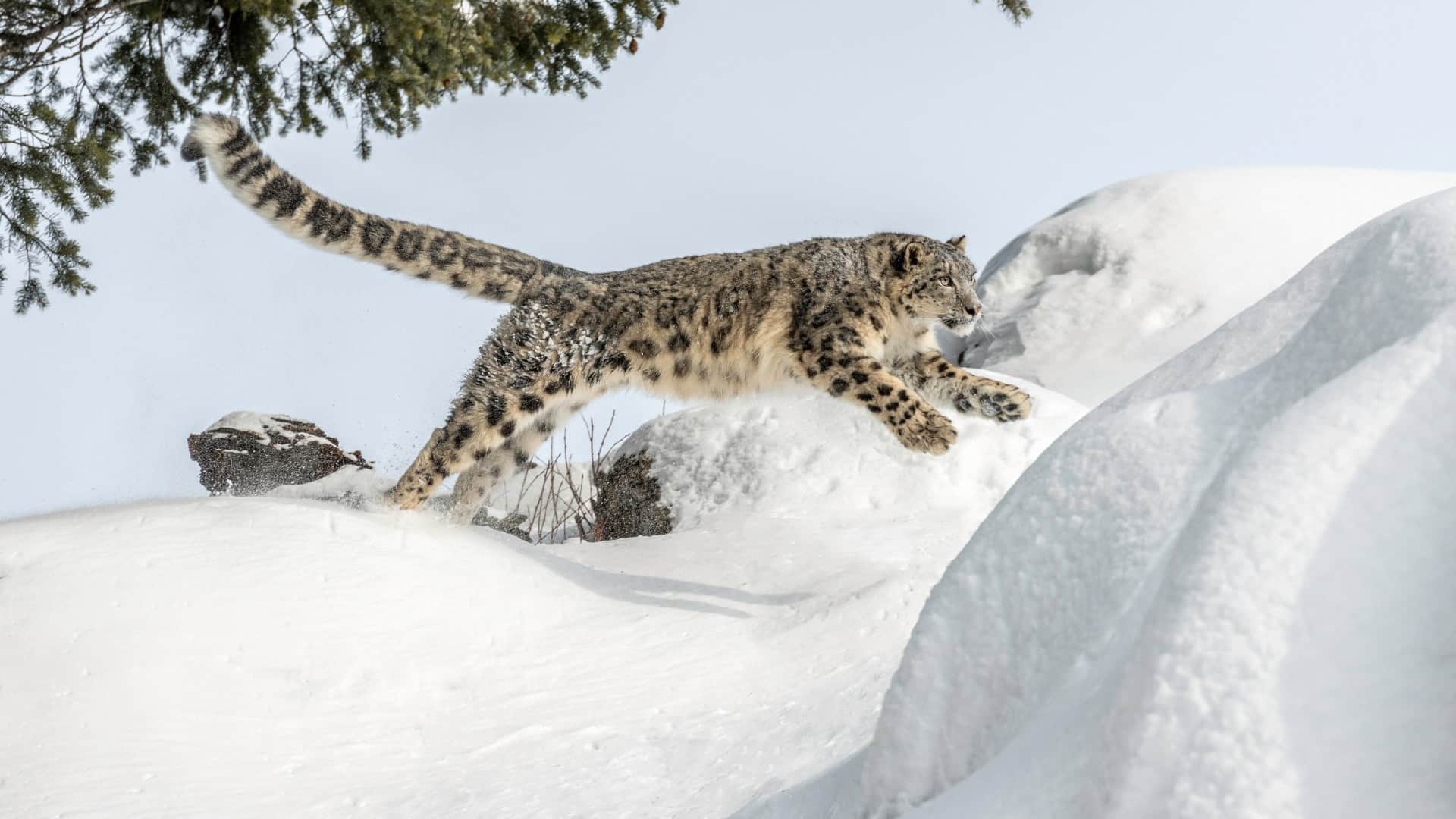 12 दिन के इंतजार के बाद हिमालय में दिखा पहाड़ों का भूत