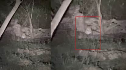 Leopard Spotted Near Graveyard in Meerut Village, Villagers Panic
