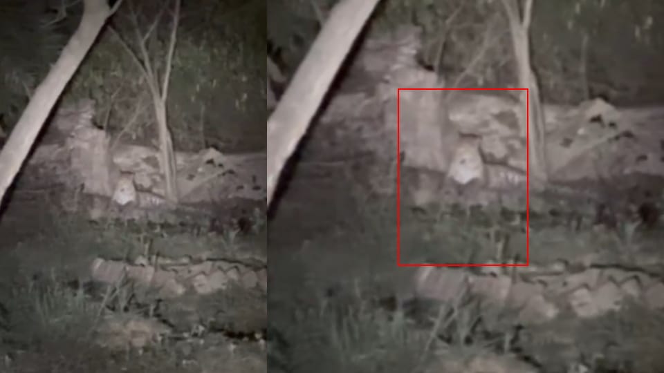 Leopard Spotted Near Graveyard in Meerut Village, Villagers Panic