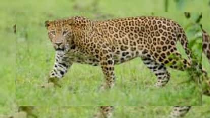 149 leopards died in MP  in 14 months! Road accidents are the biggest cause, shocking statistics emerge.