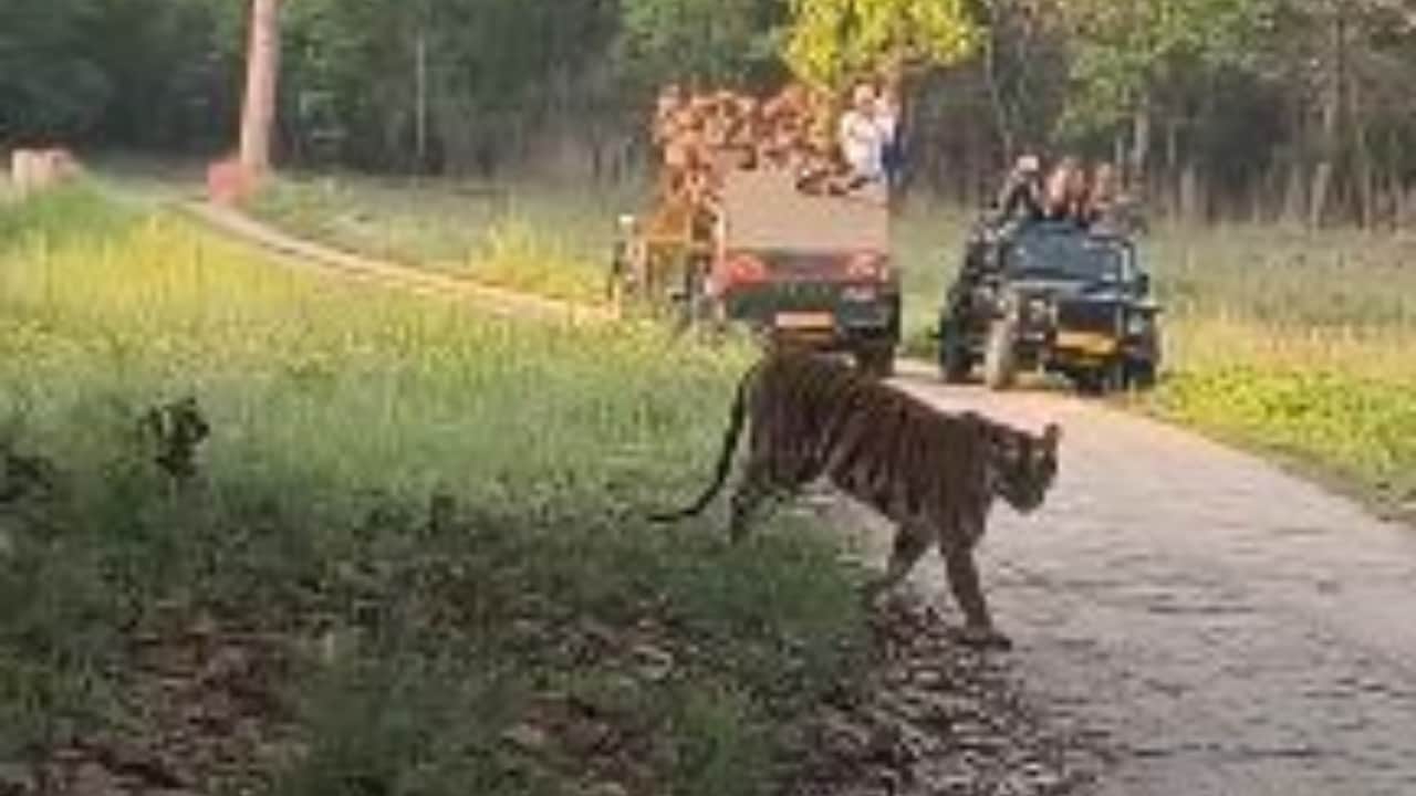 सफारी वाहन के सामने से गुजरा बाघ