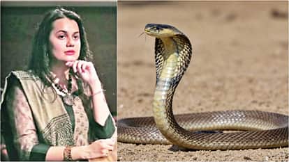 Tonk News: Cobra Found in Tonk Collector Tina Dabi's Official Residence; Sat with Hood Spread