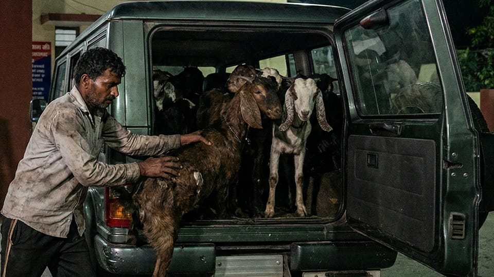 Inter-State Goat Gang Busted UP Police Arrests Four