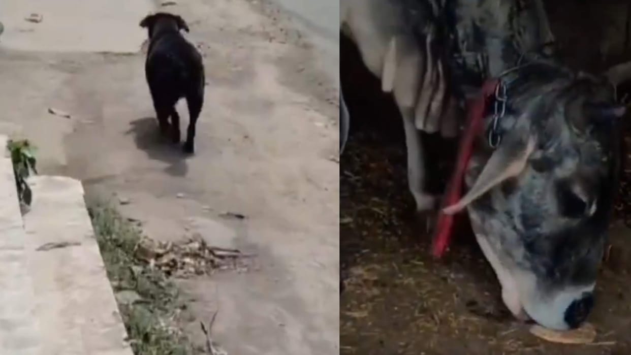 Dog bring roti for cow  animals set a true example of friendship heart touching video goes viral