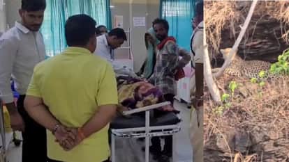 Omkareshwar: Father Rescues Daughter from the Jaws of a Leopard Risks His Own Life to Save Hers News in hindi