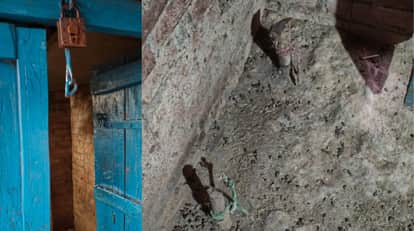 Kanpur Thieves Cut Lock of Cattle Shed to Steal Make Off with Goat and Nanny Goat Police Search for Suspects