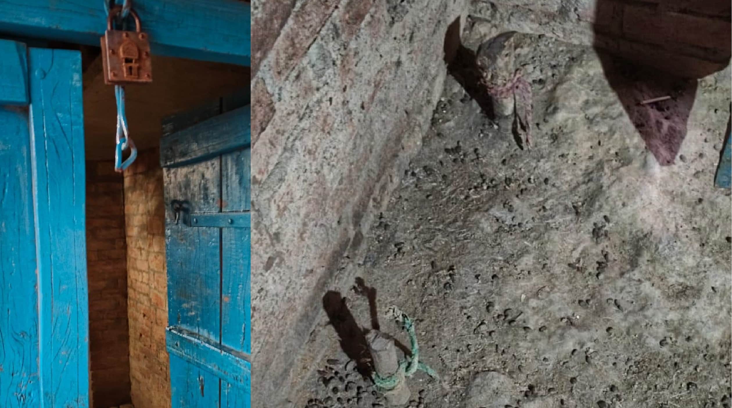 पशुबाड़े का ताला काटकर चोरी