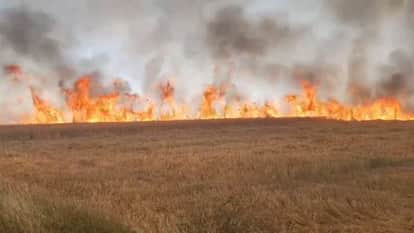 Two hundred bigha wheat crop reduced to ashes due to fire in Baheri area of Bareilly
