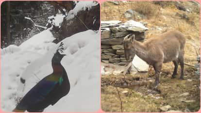 Himachal Realm of the Monal in Kugti Sanctuary Captured on Camera