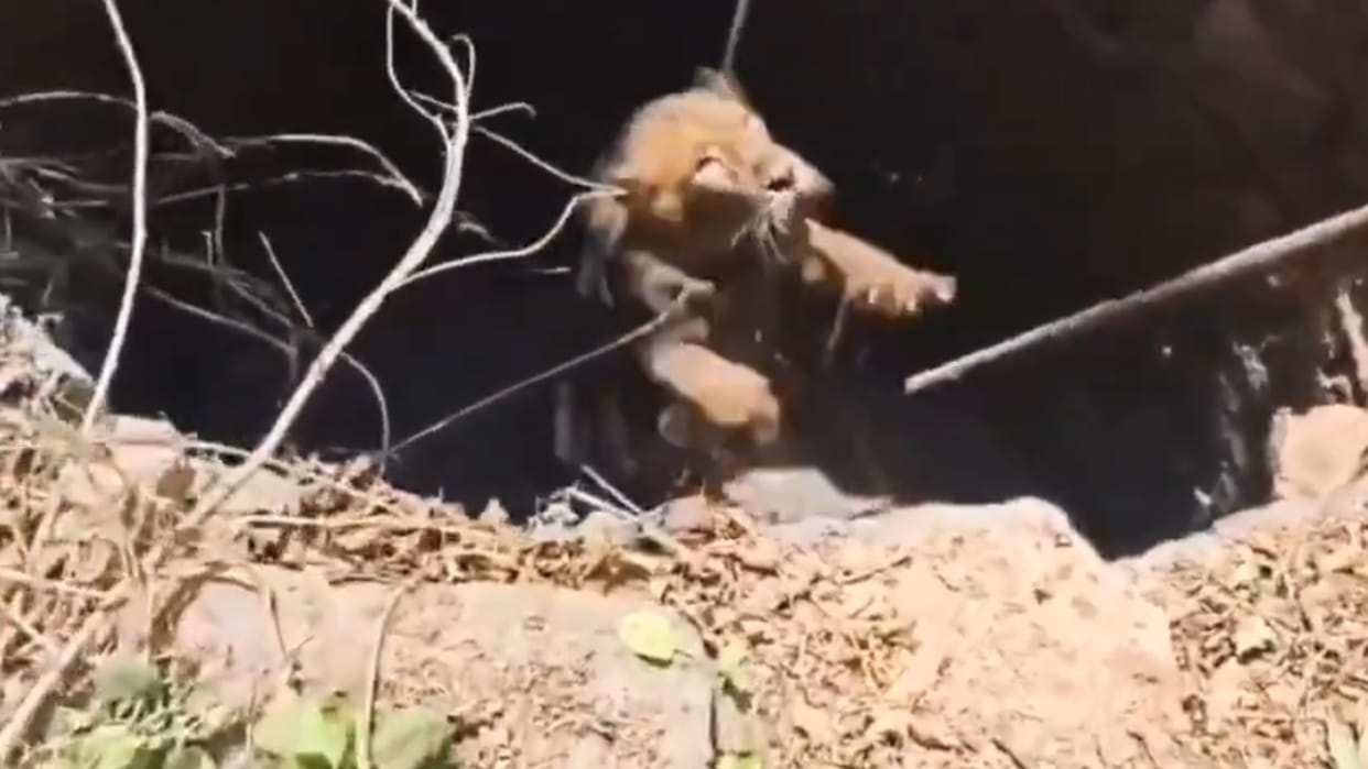 lion fell into deep well forest team rescued in una gujarat deputy cm harsh sanghvi shares video