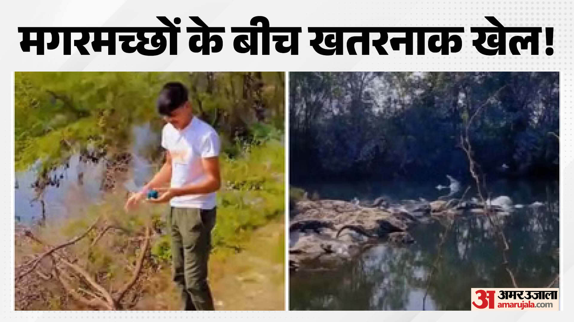 मगरमच्छों के बीच सुतली बम फेंकने का वीडियो वायरल