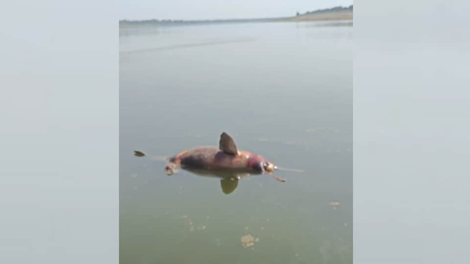 मृत मिली डॉल्फिन