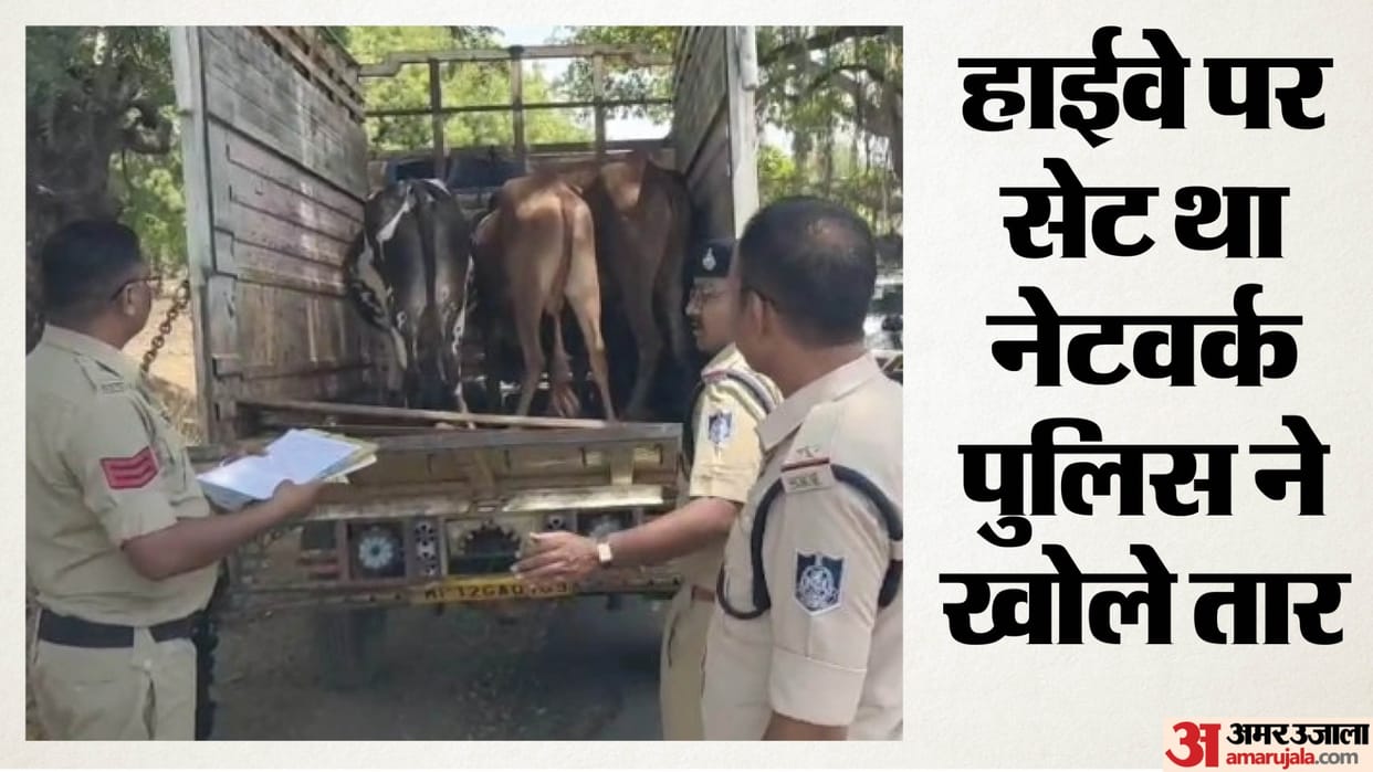Khandwa News: Cow smuggling busted, cattle being taken to Maharashtra, four accused arrested