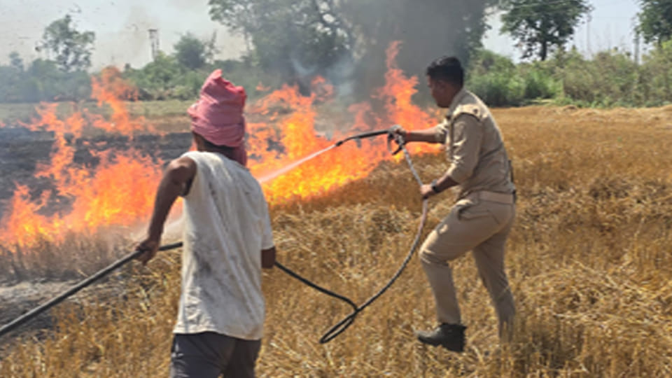 Auraiya: Two Bighas of Wheat Crop Saved from Fire Thanks to Firefighters' Promptness