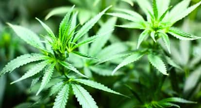 Not Crops but Cannabis Growing in the Field; Police Seize 31 Plants