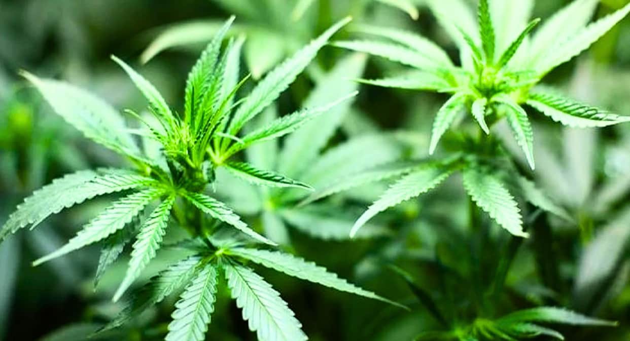 Not Crops but Cannabis Growing in the Field; Police Seize 31 Plants