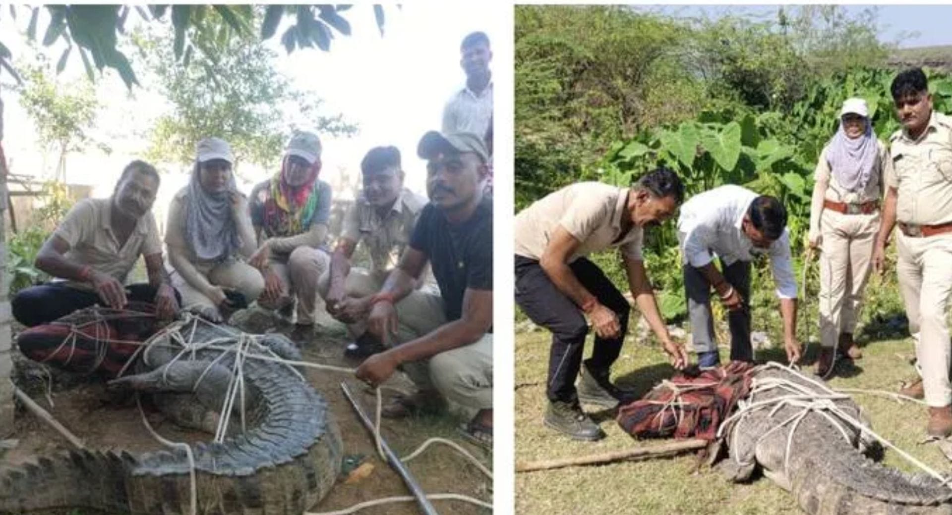 वन विभाग की टीम ने मगरमच्छ का रेस्क्यू किया