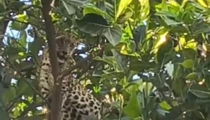 pregnant leopard that climbed a tree in Ramnagar was tranquilized and released into the forest