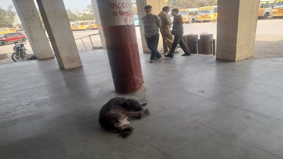 Stray Dogs Continue to Roam Despite Supreme Court Orders in Agra