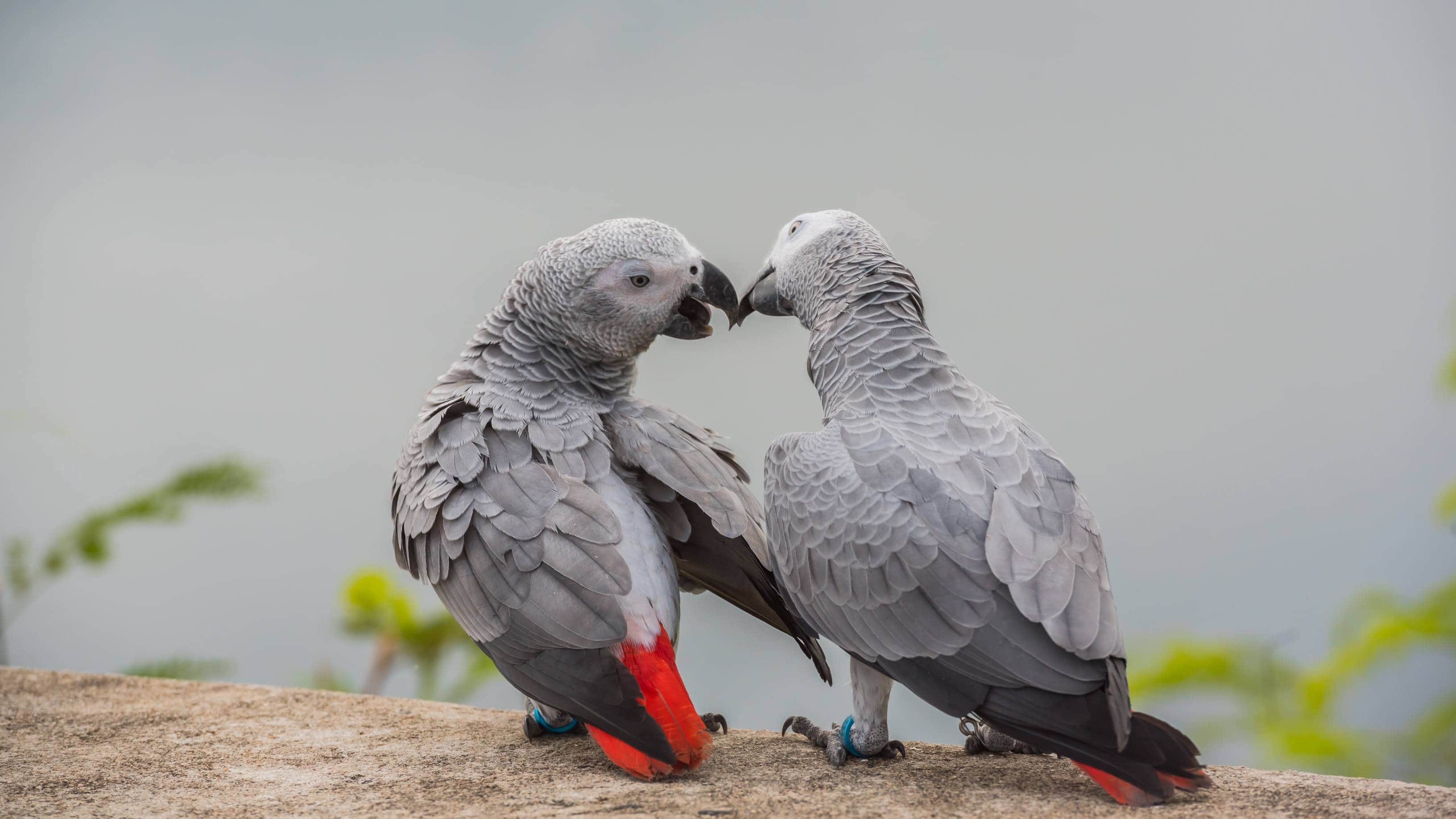 African Grey Parrot Fun Facts Smartest Bird In The World African Grey Parrot Intelligence