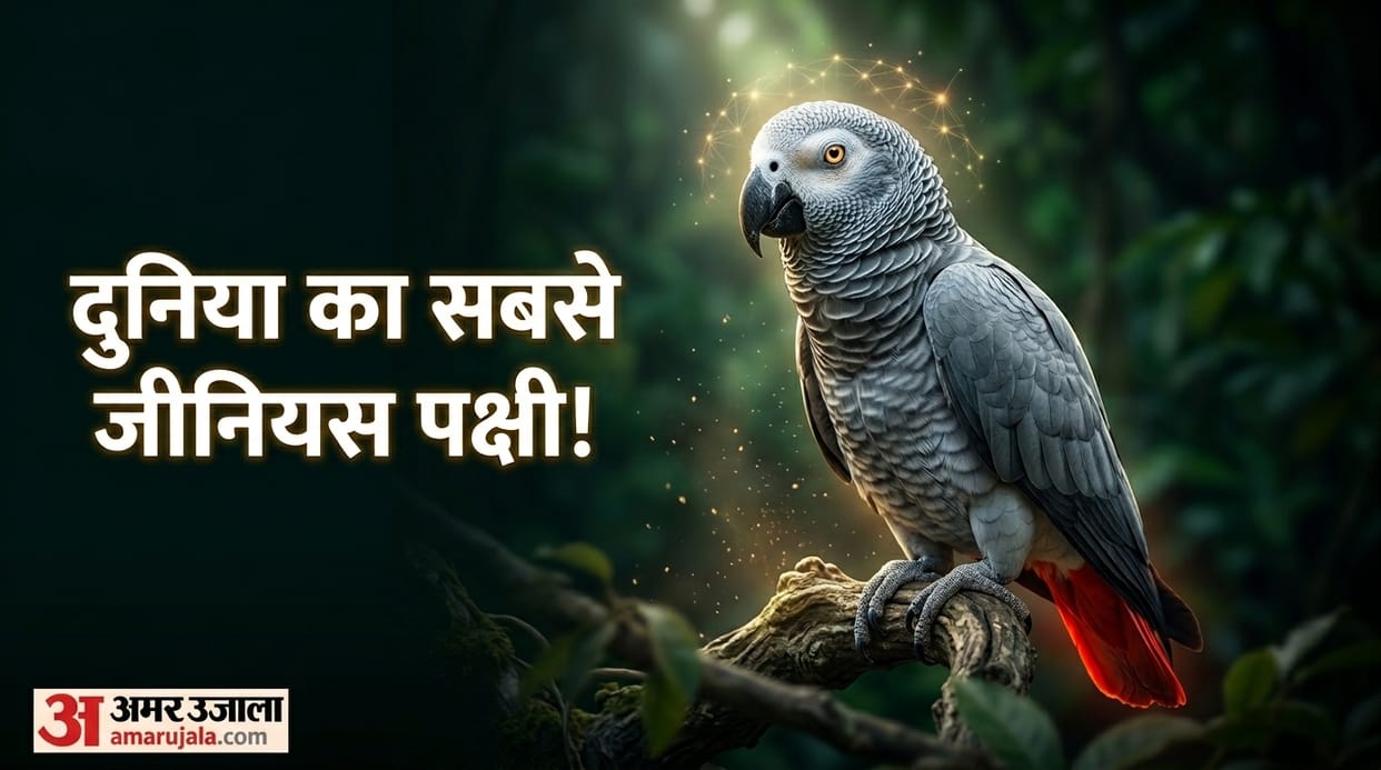 African Grey Parrot Fun Facts Smartest Bird In The World African Grey Parrot Intelligence
