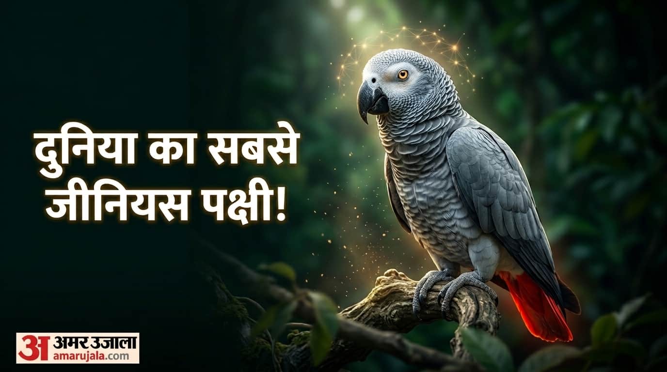 African Grey Parrot Fun Facts Smartest Bird In The World African Grey Parrot Intelligence