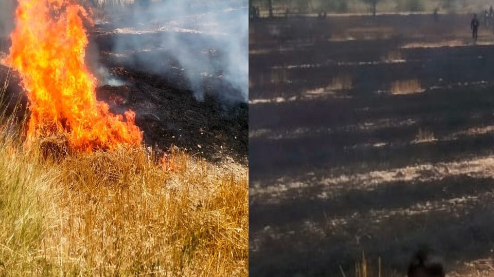 Massive fire destroys 20 bigha wheat crop farmers seek compensation in Etah