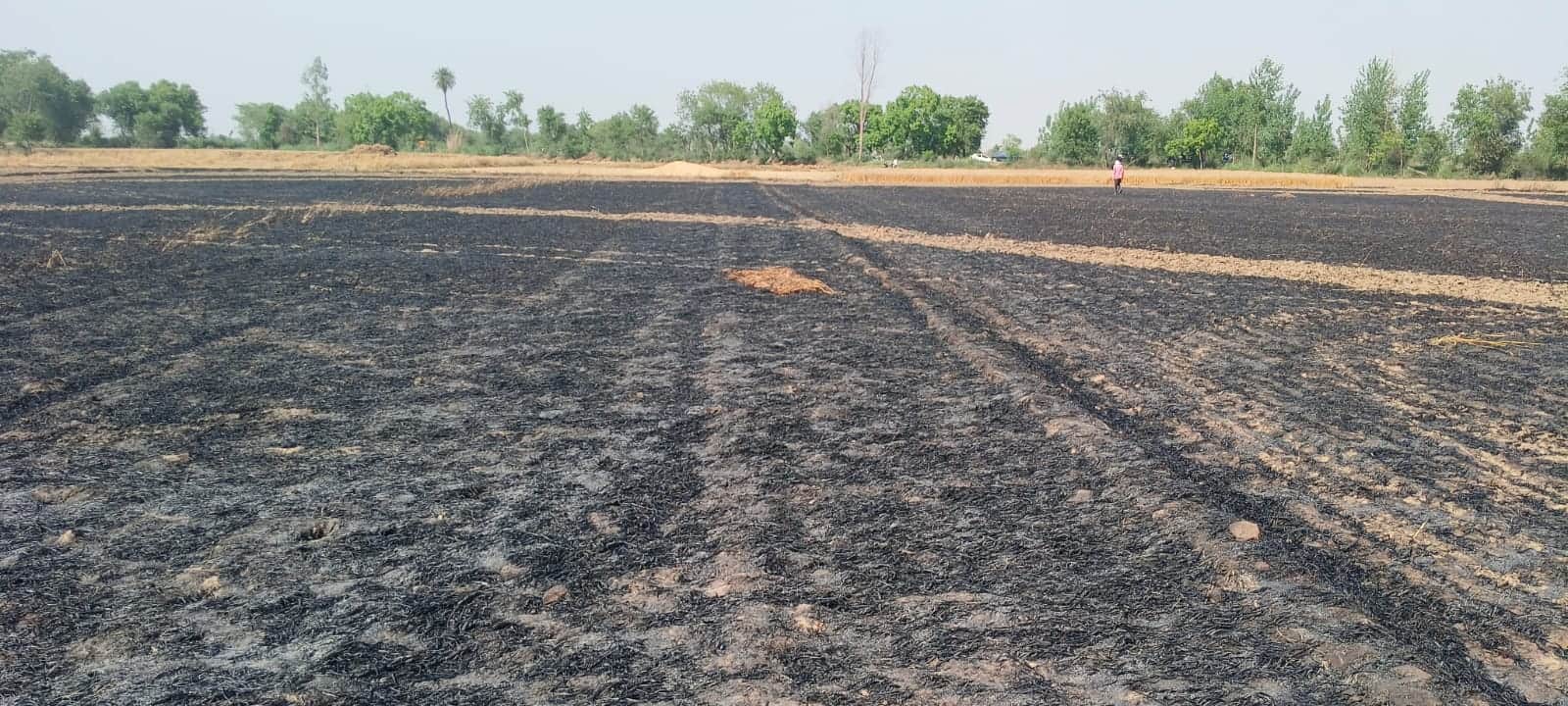 Crops planted across 46 bighas of farmland destroyed by fire in Kapna village Jahangirpur