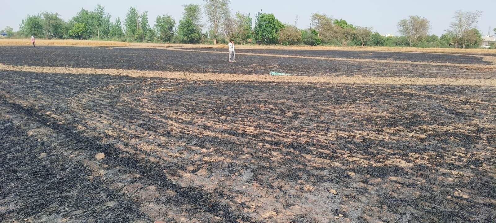 Crops planted across 46 bighas of farmland destroyed by fire in Kapna village Jahangirpur