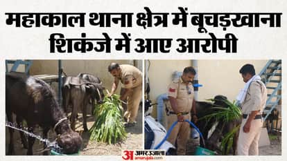 Ujjain News: Police crack down on illegal meat trade, two accused arrested, externment action underway