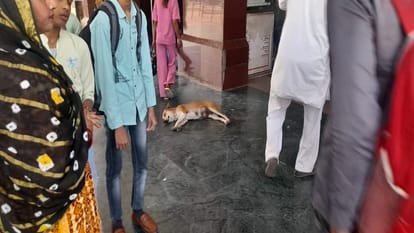 Stray Dogs Continue to Roam Despite Supreme Court Orders in Agra