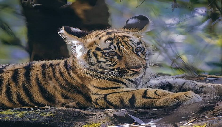 body of a tiger cub was found in Sita Ram forest in Ramnagar