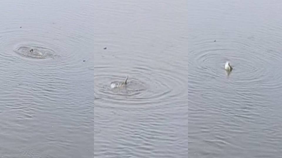 Young woman jumps into Yamuna