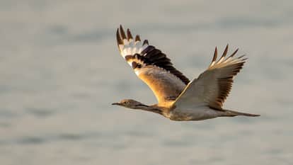 Kathua: Rare Asian bird Houbara nests in Ranjit Sagar Lake