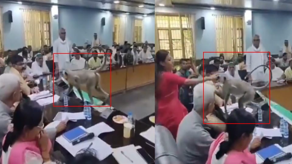 Baghpat: Langur  Matru  Walks Into DM’s Meeting in Baghpat, Sits on Chair; Video Goes Viral
