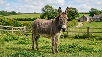 mental health problems worldwide animal medicine Therapy donkeys helping patients with anxiety depression