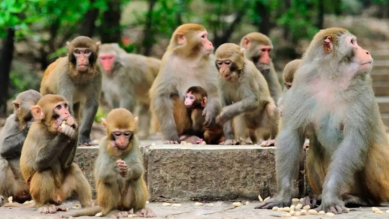 UP: Permission Granted to Cull Monkeys in Areas with High Attack Rates; Principal Chief Conservator of Forests