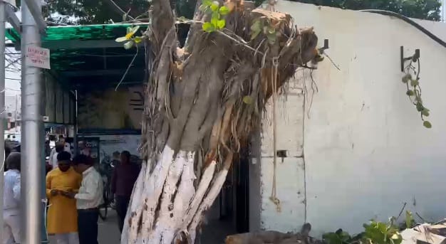 Kanpur 50 Year Old Banyan Tree Felled Outside Judio Showroom Locals Block Road and Stage Protest