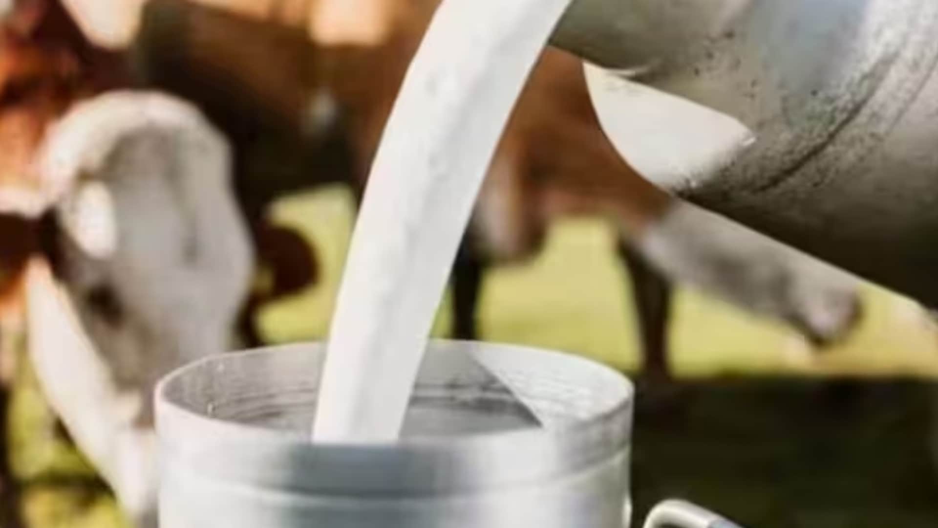 यूपी दुग्ध उत्पादन क्षेत्र में अग्रणी