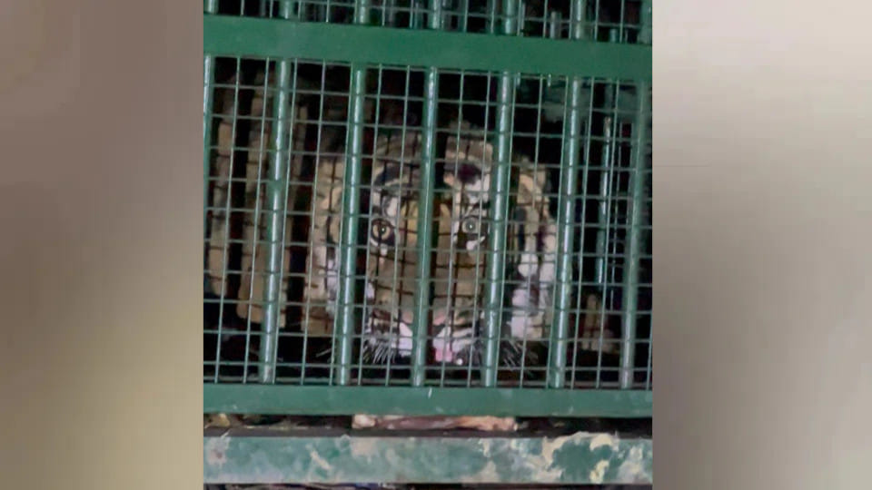 The tiger was kept in the night cell of the Gorakhpur zoo hospital