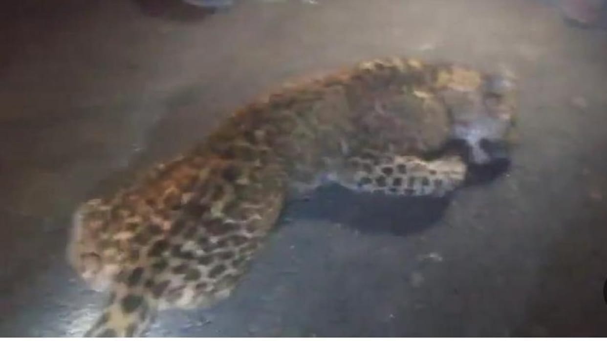 Leopard killed in vehicle collision in Hazara area of Pilibhit