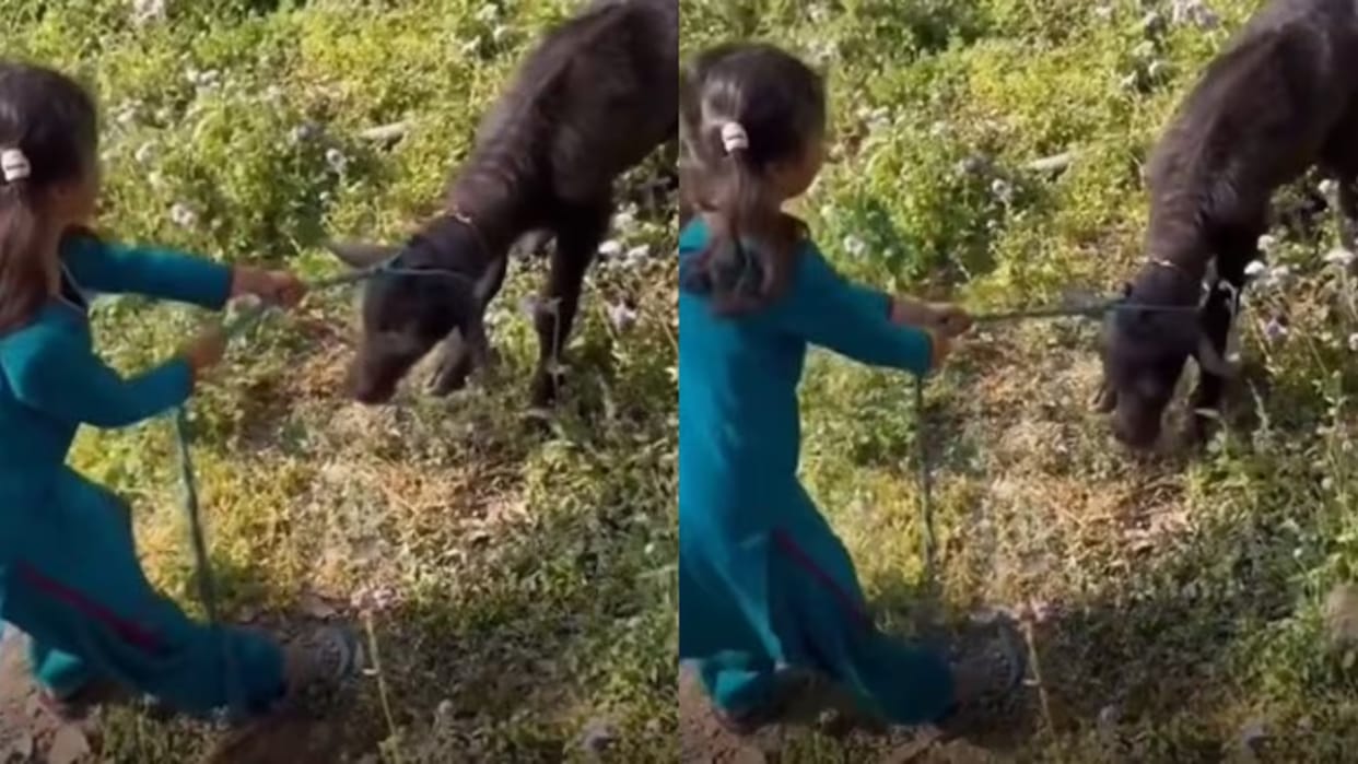 Viral Video little girl said something so hilarious that you wont be able to stop laughing
