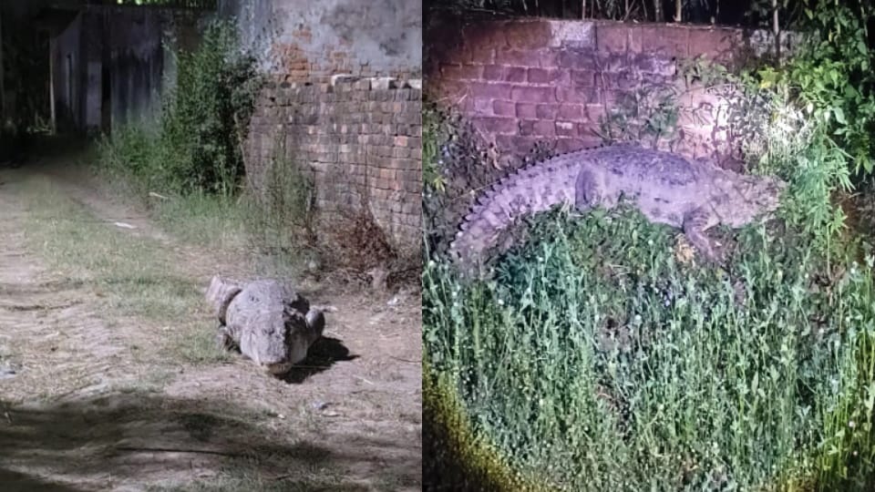 150-kg Crocodile Strays into Village, Forest Department Rescues After Two-Hour Operation