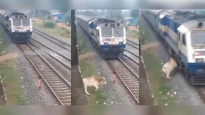 Viral Video Cow Saves Girl From Train Viral Video Fact Check Trending News in Hindi